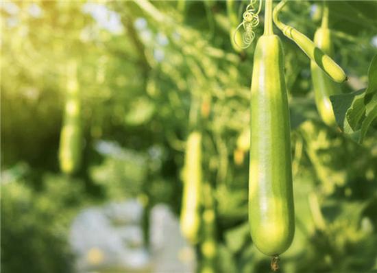Eco Schuursponsje - Luffa