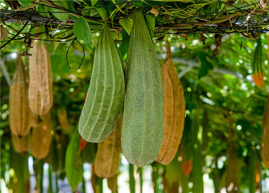 Flessen borstel - Kokosvezel