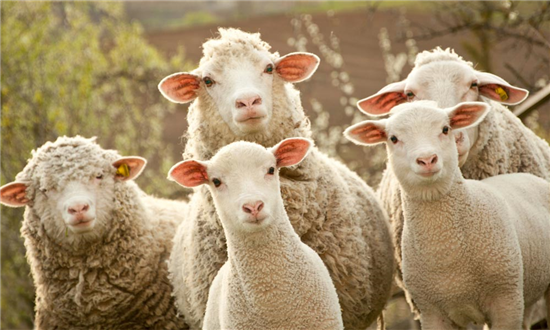 JAR COVER SHEEP WOOL - LIGHT GRAY 
